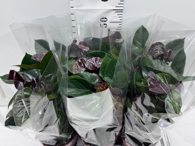 Anthu An Adios Choco