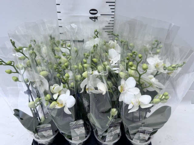 Phal Midi 9er weiß