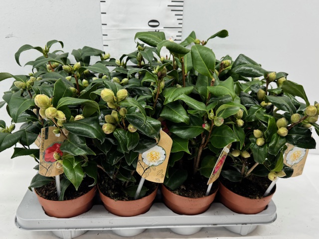 Camellia Mix 13er