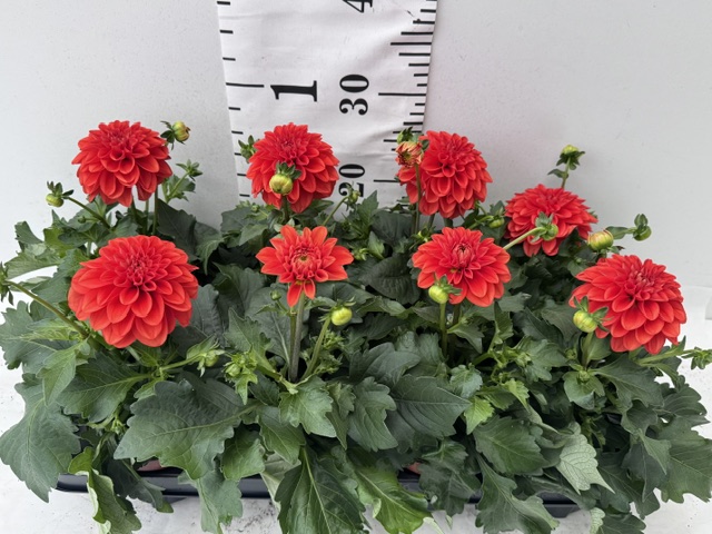 Dahlien rot
