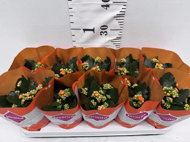 Calandiva 11er orange