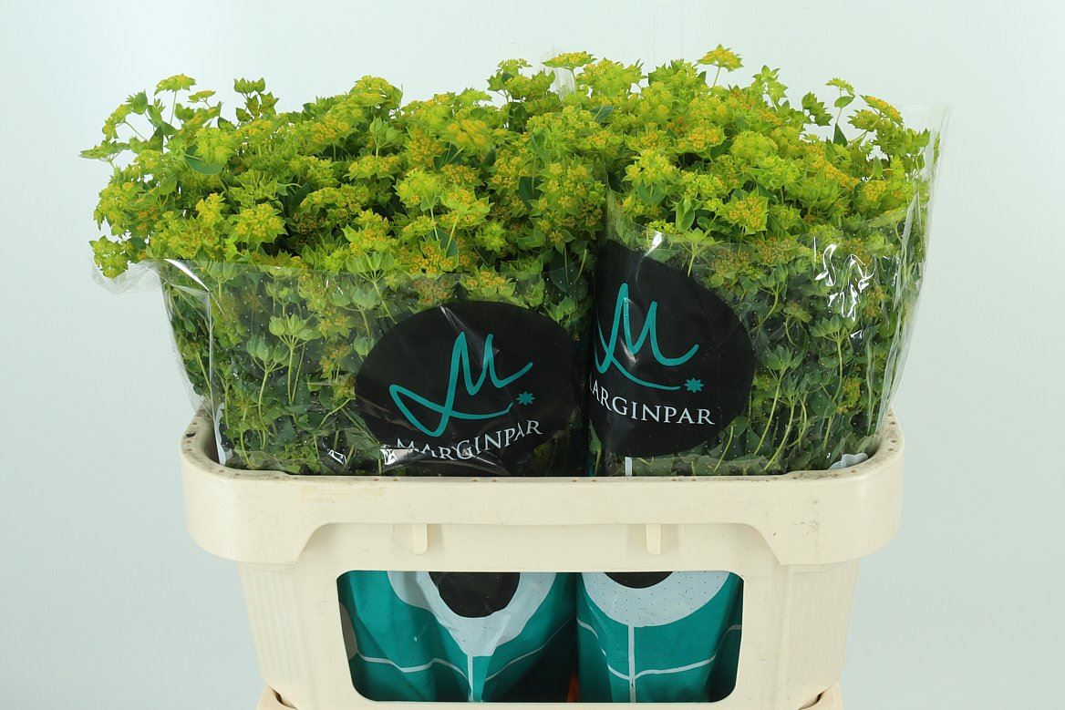 BUPLEURUM GRIFFITHII