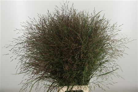 Panicum Gras