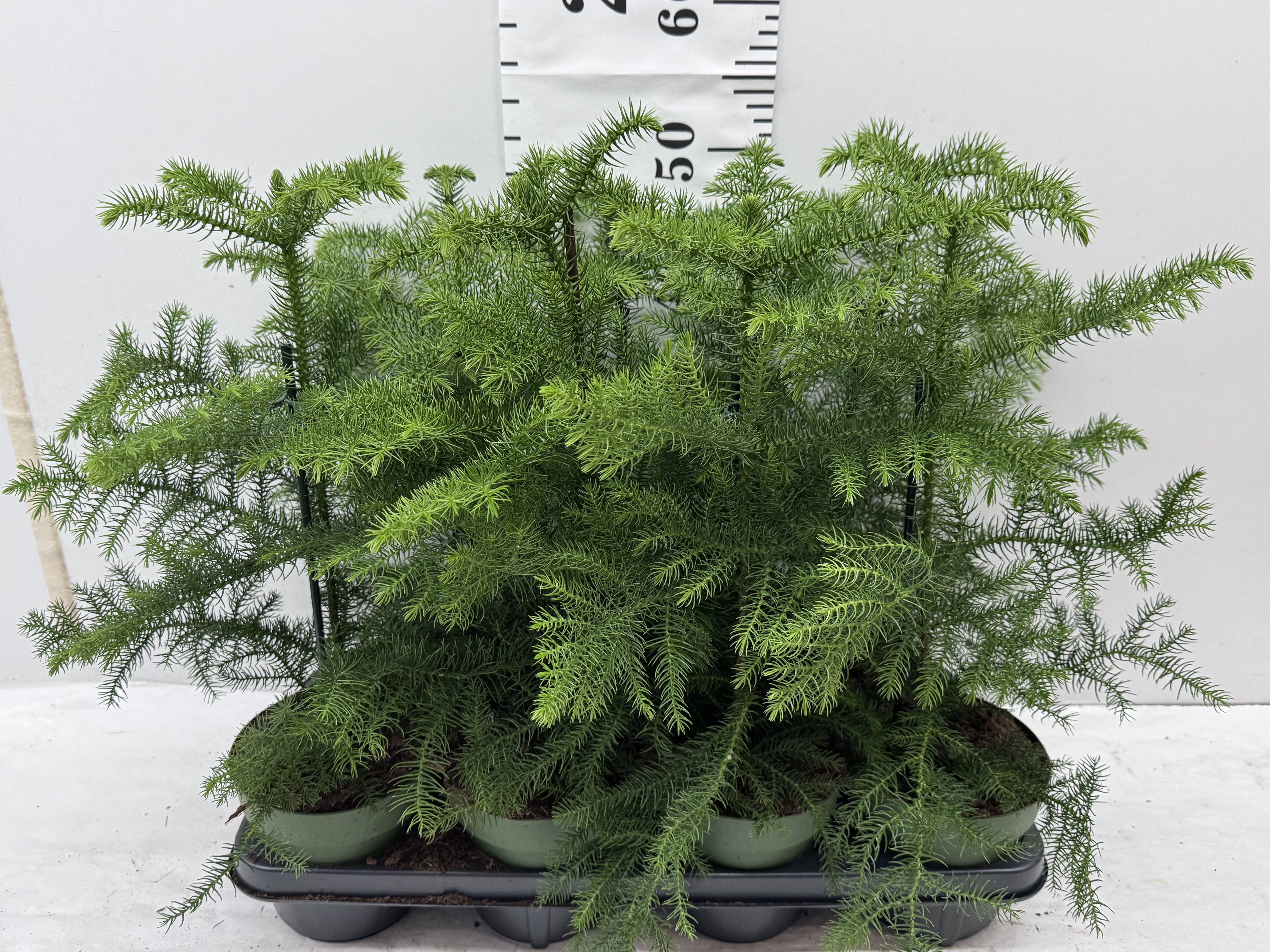 Arau Heterophyl - auf 7er Palette