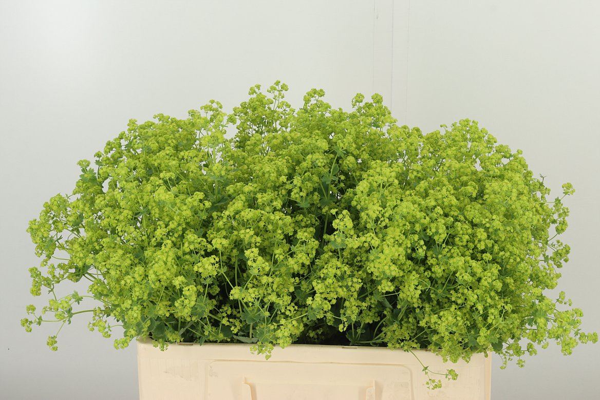 Alchemilla