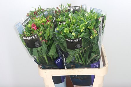 Alstromerien Mix