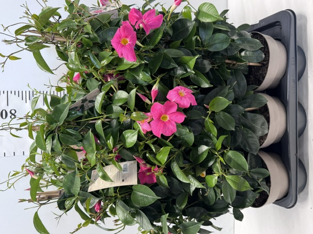 Dipladenie 17er rosa