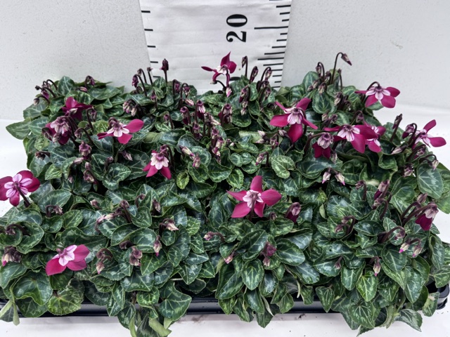 Cyclamen Djix weinrot