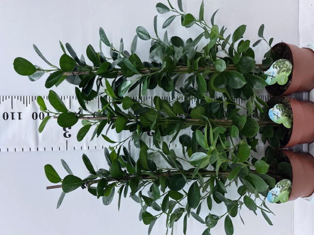 Ficus Moclame 19er