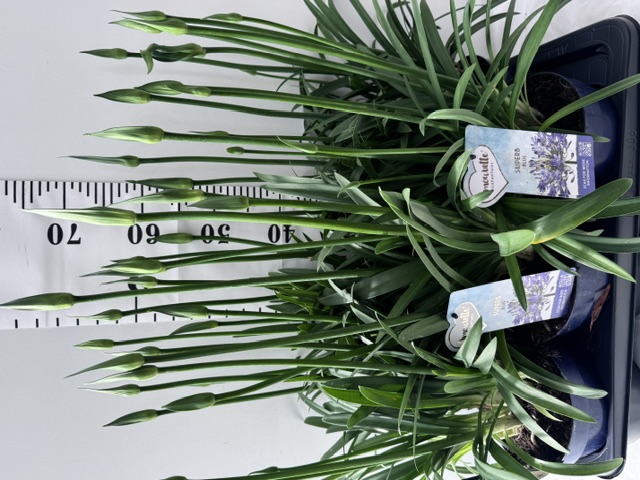 Agapanthus blau