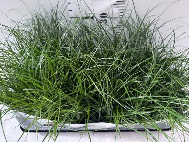 Carex 9er