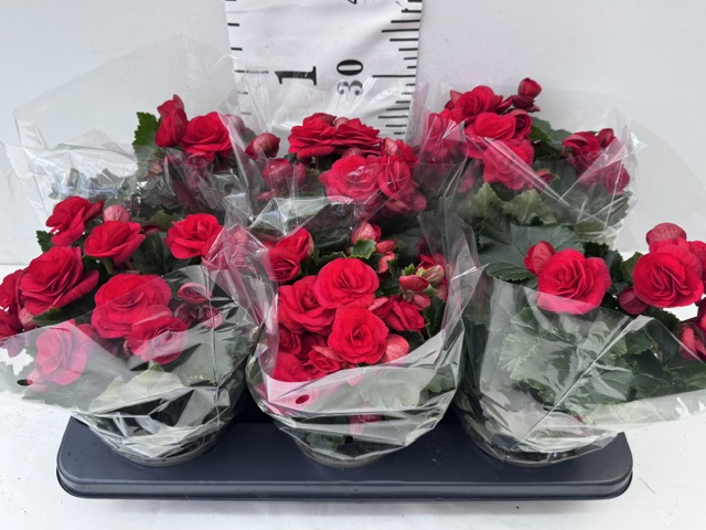 Begonie 13er rot