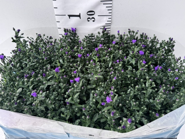 Aster Novi B blau