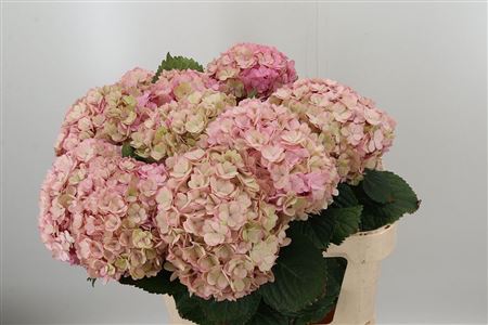 Hydr M Adora Cl