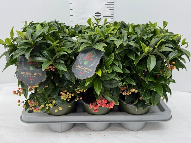 Ardisia rot