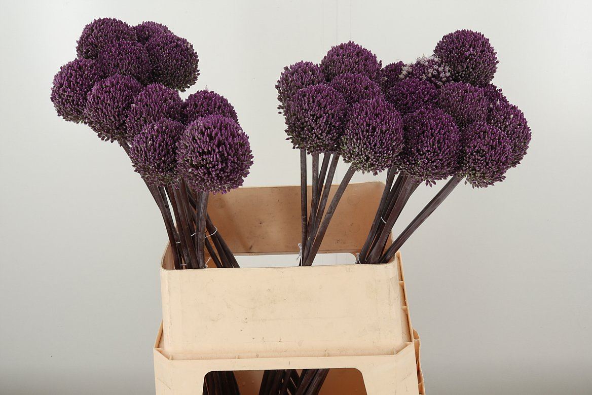 Allium Summer Drumme