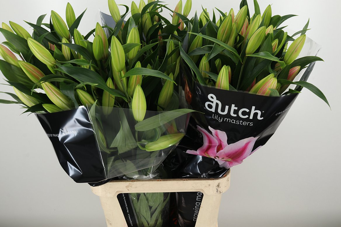 Lilien Or Frontera Pink