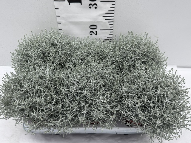 Calocephalus 13er