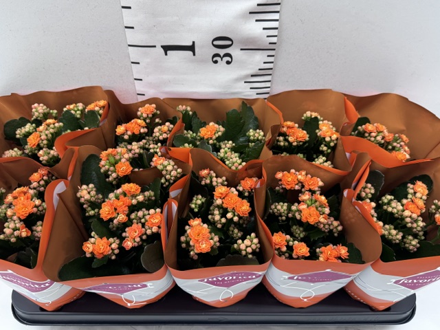 Calandiva 11er orange