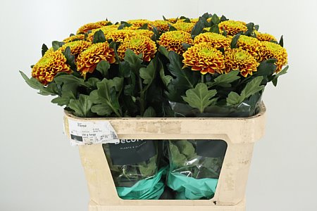 CHR G TROPICANA