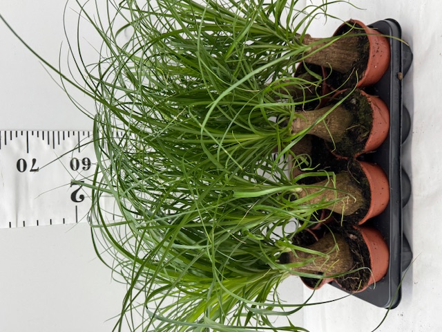 Beaucarnea Recur