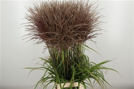 Miscanthus Gras