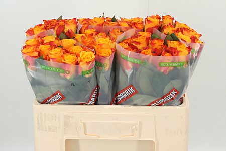 R Gr Marie-cl. orange