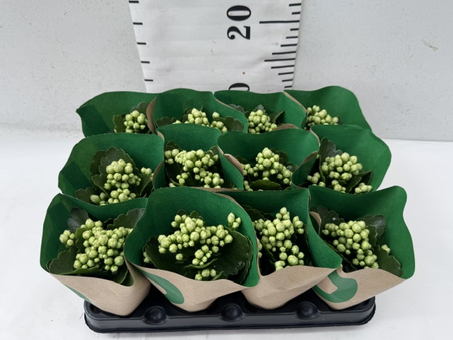 Calan Greta Mini