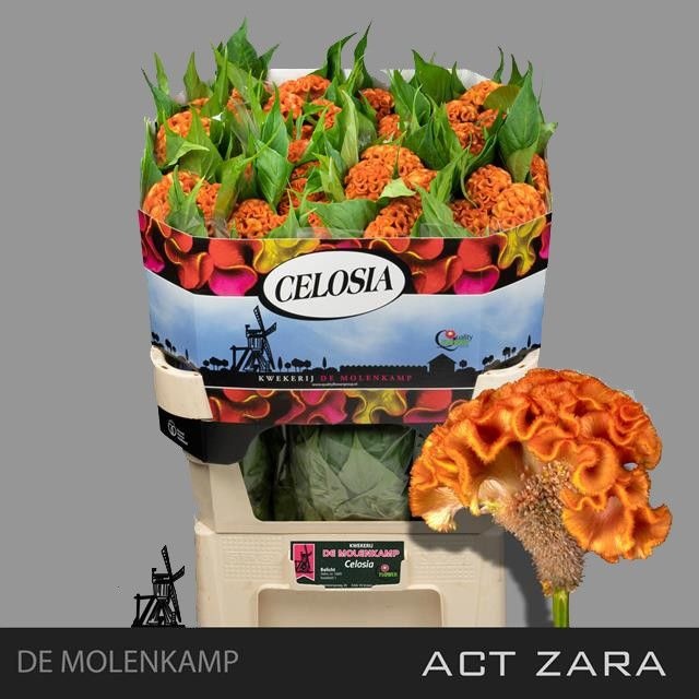 Cellosien orange Kamm