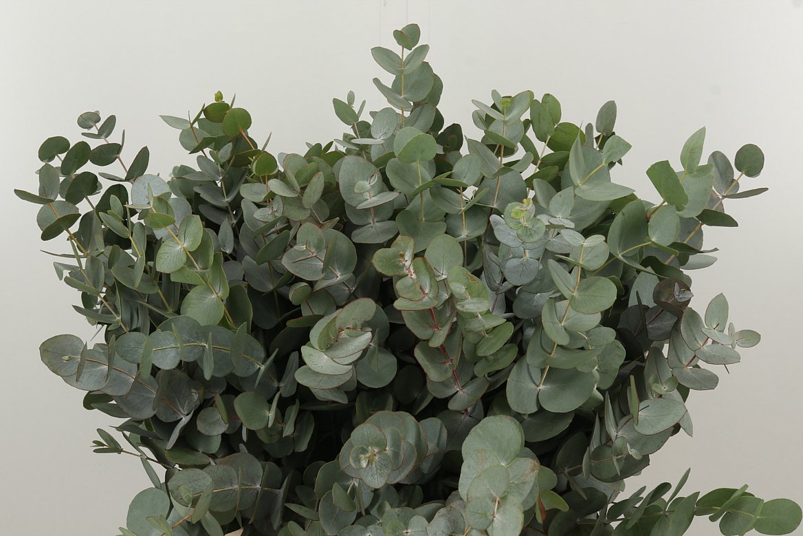 Eucalyptus Cinerea