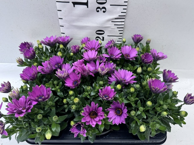 Osteo Ma Dark Pink