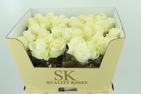 R Gr Avalanche weiß