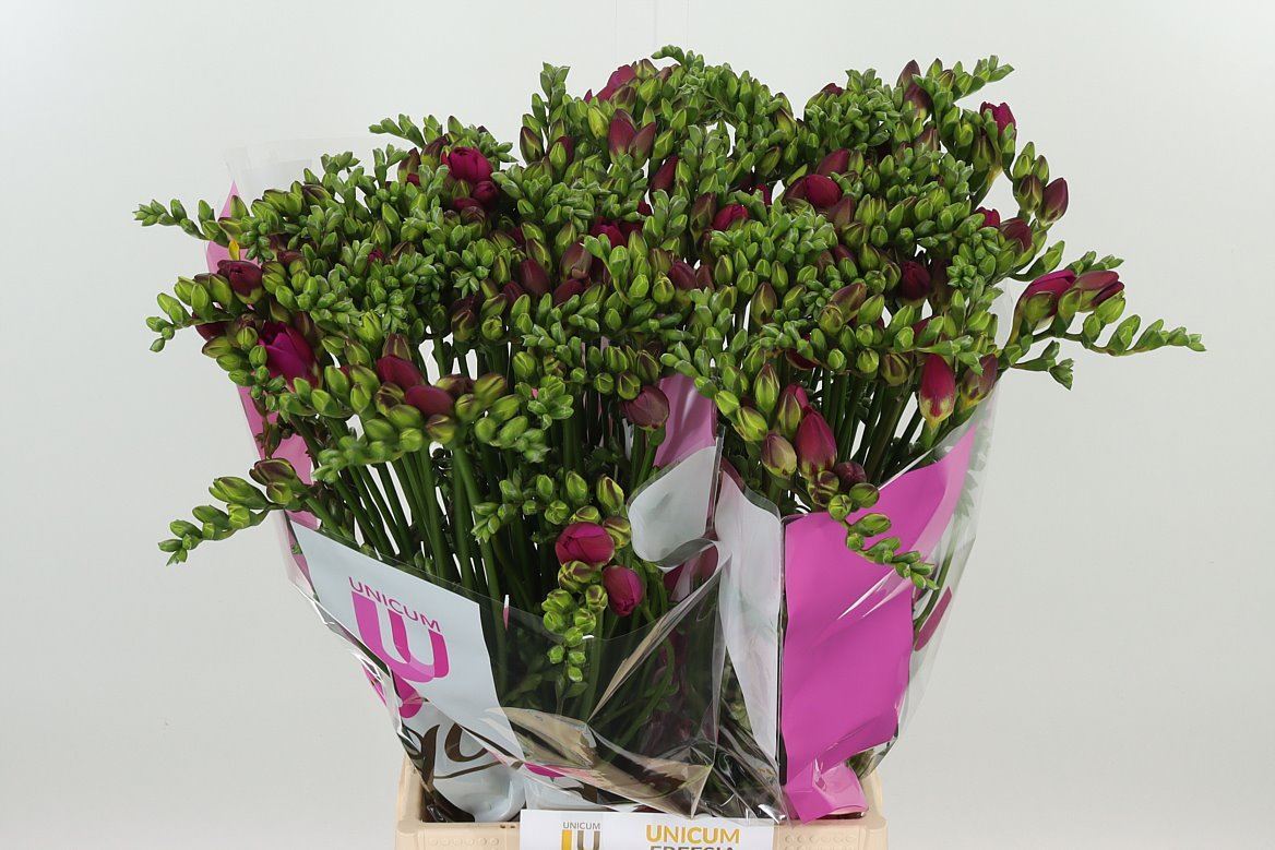 Freesien Purple Rain pink