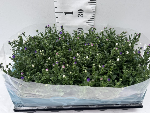 Aster Novi B Trio