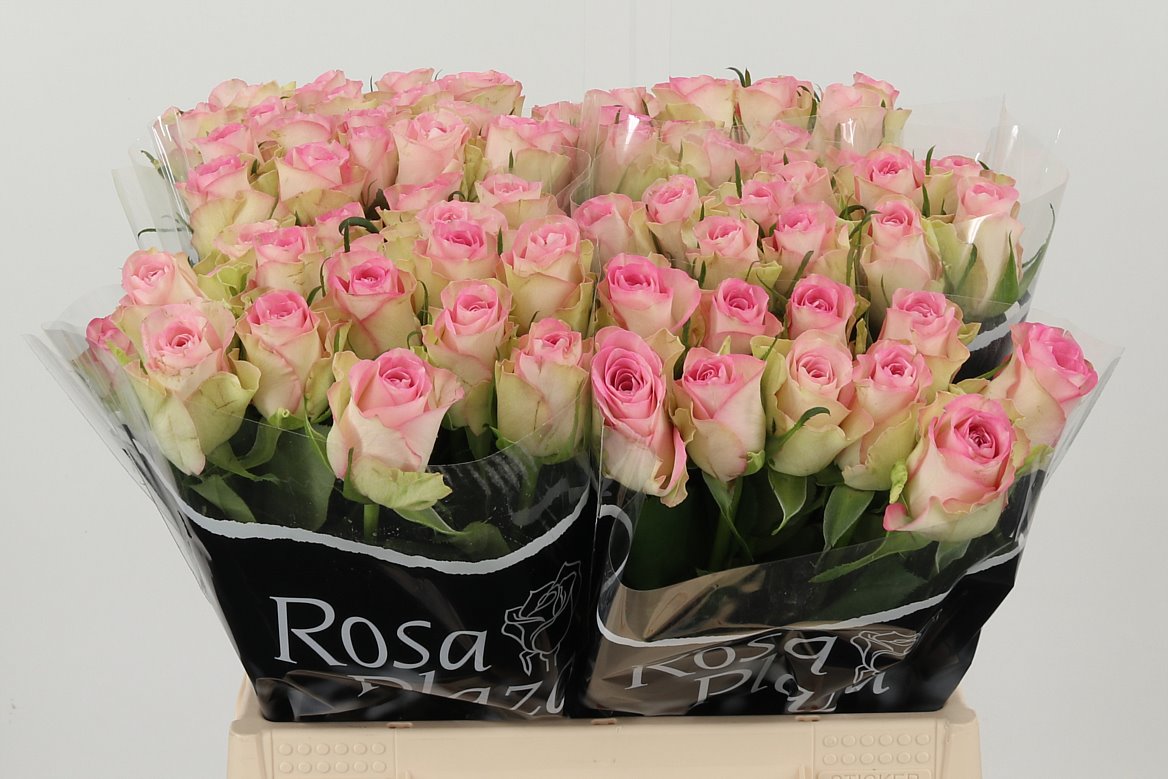 R Gr Lovely Jewel rosa