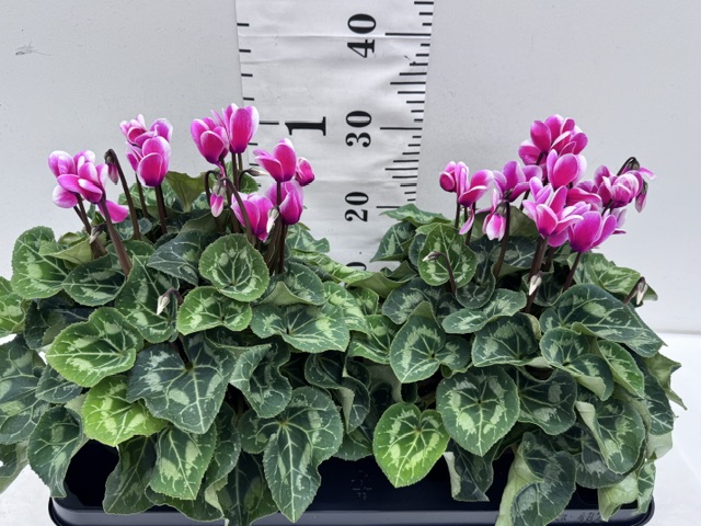 Cyclamen XXL zweifarbig