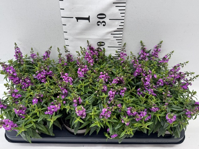 Ang Se Lavender