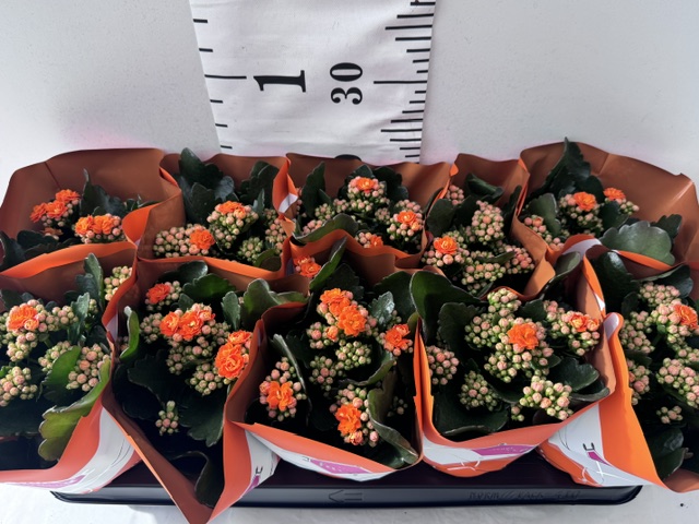 Calandiva 11er orange