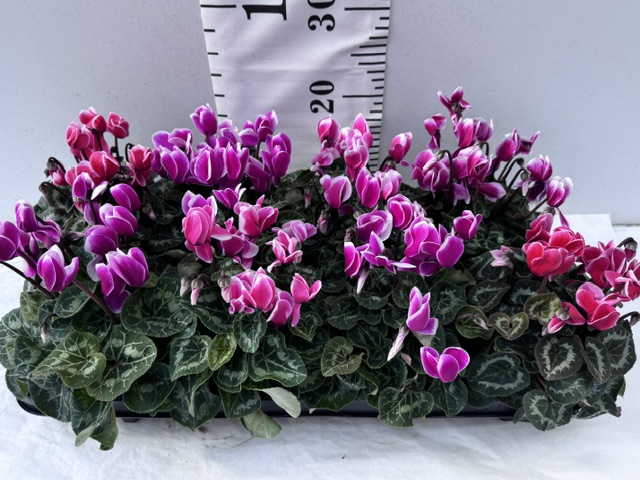 Cyclamen Midi zweif