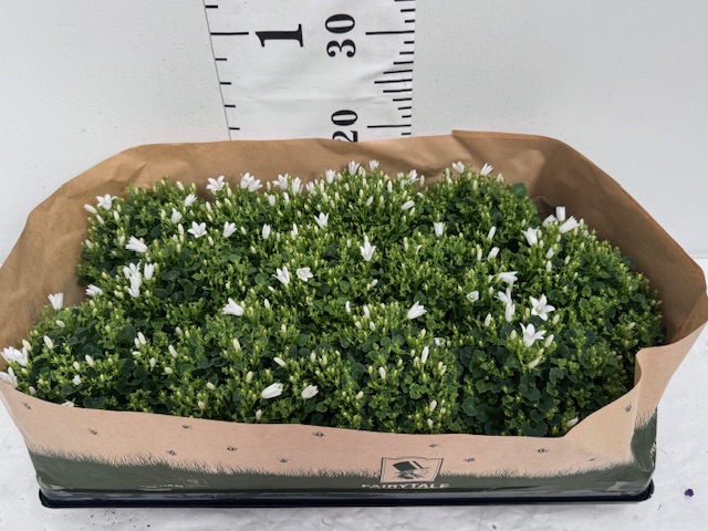 Camp Port 11er weiß