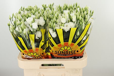 Lysianthus weiß gefüllt