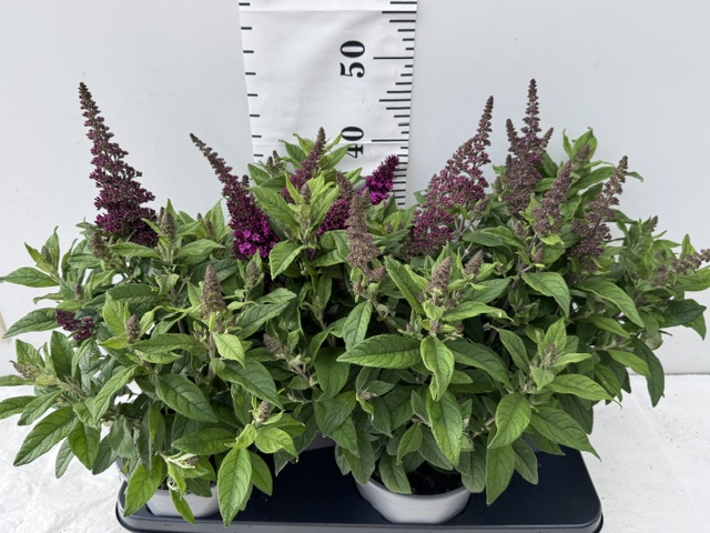 Buddleja pink