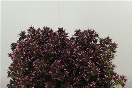 Phlox P Pink Eyes
