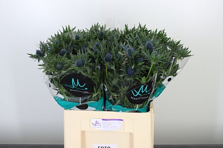 ERYNGIUM AQUARIUS QSTAR