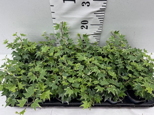 Hed 9er x18 gr/weiß