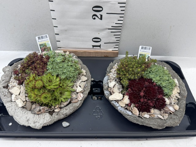 Sempervivum Deko