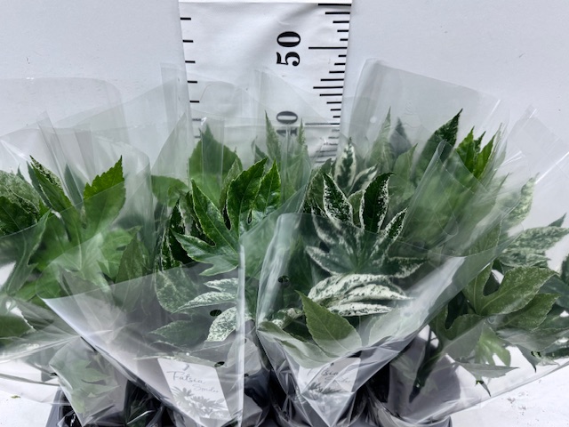 Fatsia Variegata