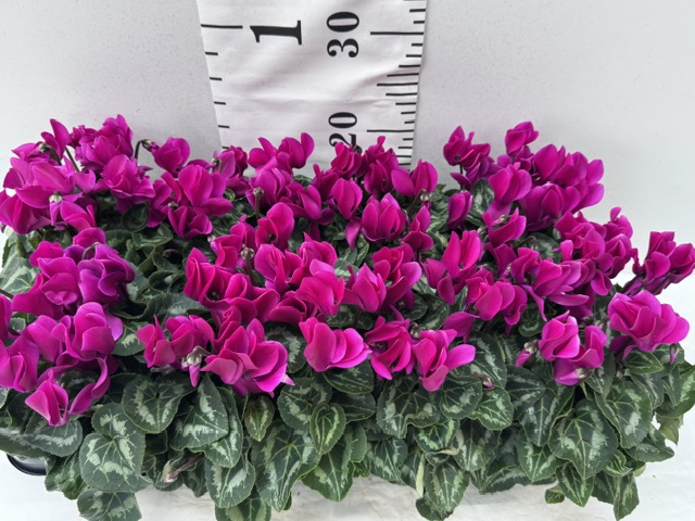 Cyclamen Midi lila