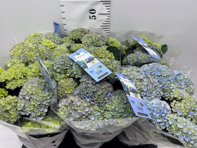 Hydr Magical 14er blau