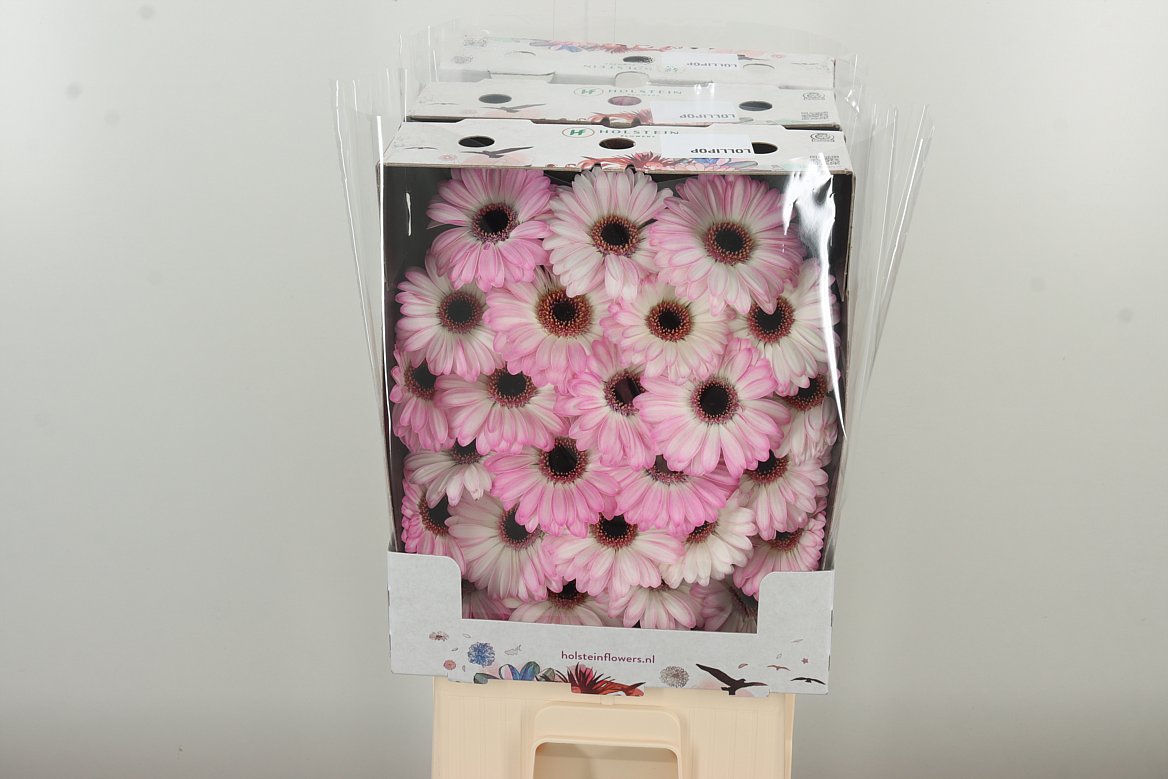 Germini Lollipop rosa